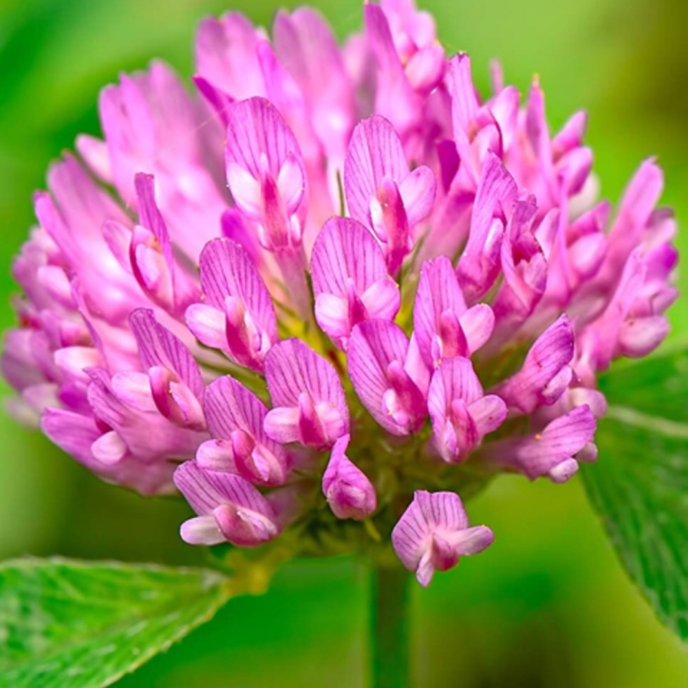 C.C. Clover